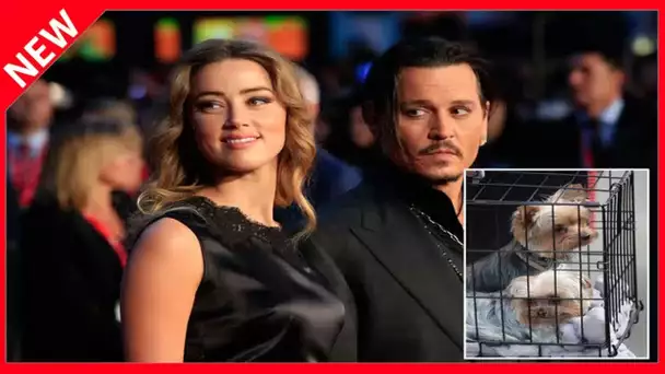 ✅  Amber Heard prête à braver le coronavirus pour affronter Johnny Depp au tribunal mais leur confro