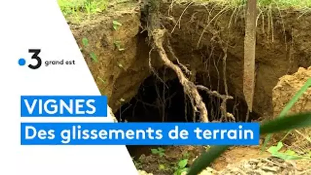 Les fortes pluies entraînent des glissements de terrain dans les vignes