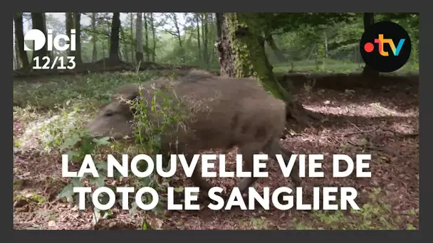 La nouvelle vie de Toto le sanglier à Charleville-Mézières