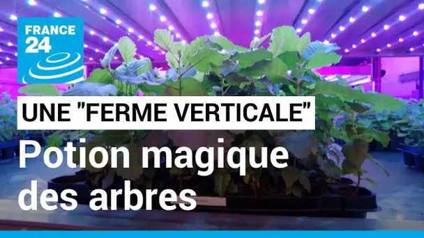 Une "ferme verticale" : potion magique des arbres • FRANCE 24