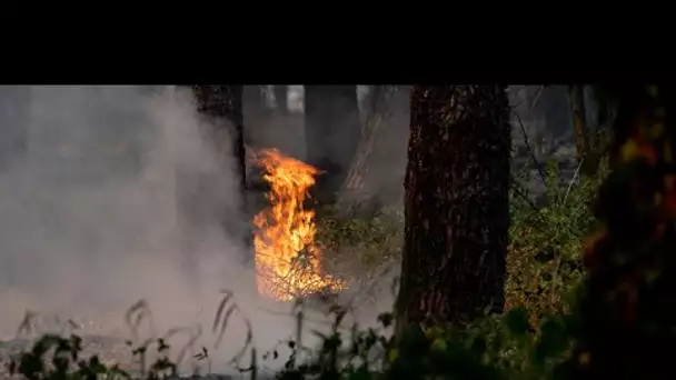 Incendies : étudier le comportement des flammes, une technique pour ralentir les feux de forêt