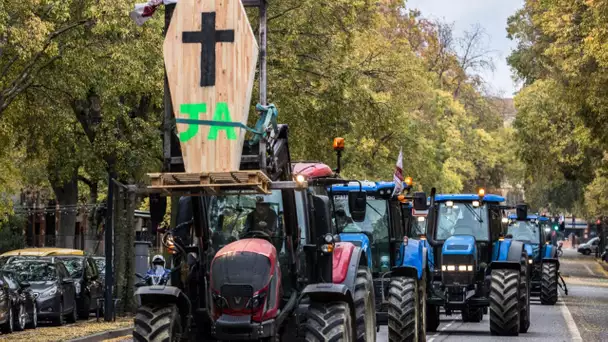 Salaires, normes européennes... A Toulouse, les agriculteurs font de nouveau entendre leur voix