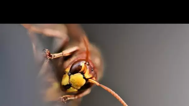 Cinquante piqûres de frelons en une attaque, un phénomène rare