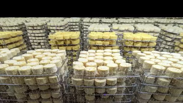 Rappel de fromages soupçonnés d'être contaminés par la Listeria