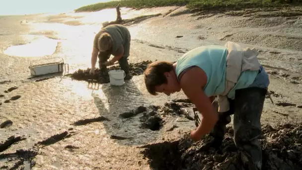 Métier insolite : les moissonneurs de la baie