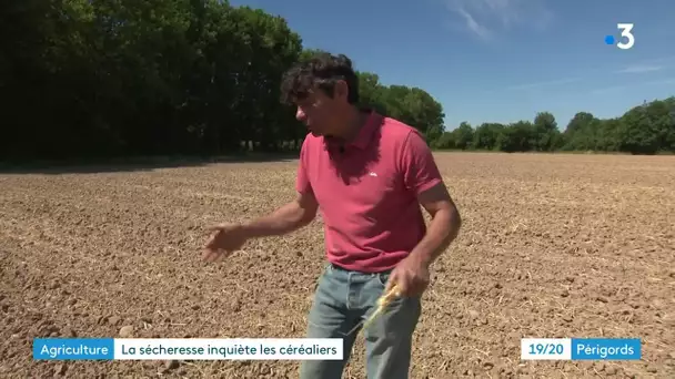 Sécheresse : témoignage d'un agriculteur céréalier