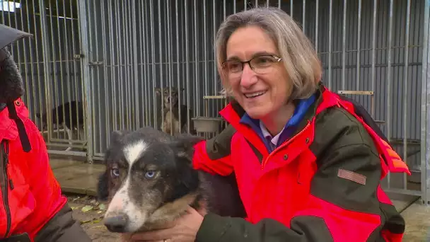 Portrait de Serge Métier : un musher et ses chiens de traîneaux picards