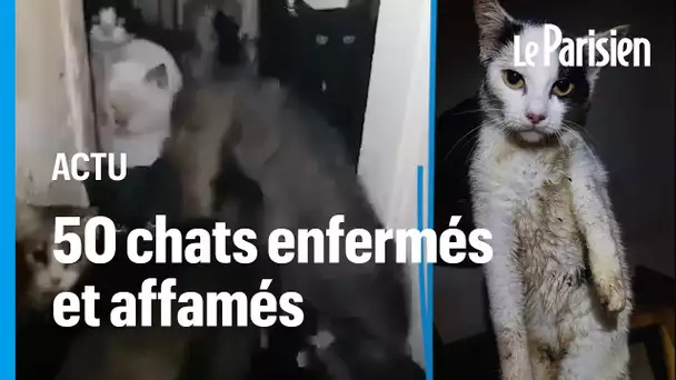 Maltraitance animale : 50 chats retrouvés affamés au milieu d'excréments dans 50 m2