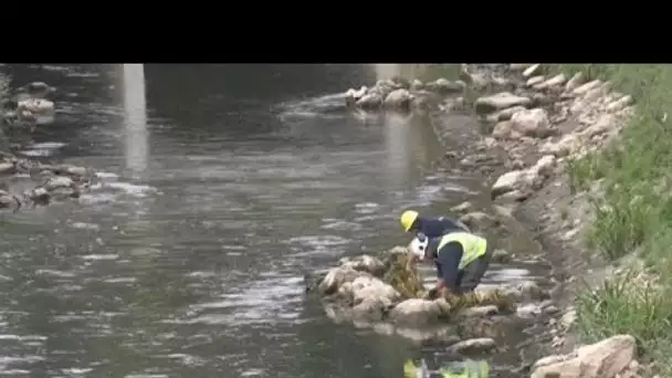 Renaissance de la Senne à Bruxelles, une rivière pour réintroduire la nature en ville