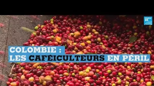 Les producteurs de café colombiens en péril