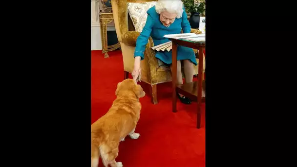 Que vont devenir les chiens "stars" de la reine Elizabeth ? #shorts #short #queen