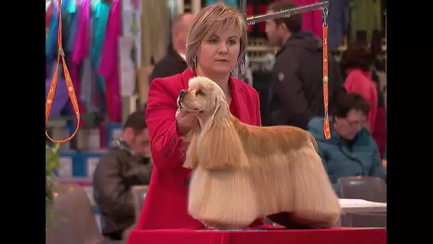 Hérault : la mode est au toutou chic au concours international de toilettage à Palavas