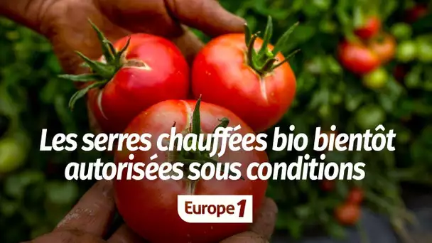 Les serres chauffées bio autorisées sous conditions : "C'est une avancée"