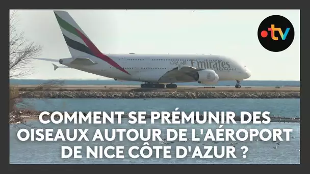 Après le crash d'un avion coréen, comment se prémunir des oiseaux autour de l'Aéroport de Nice ?