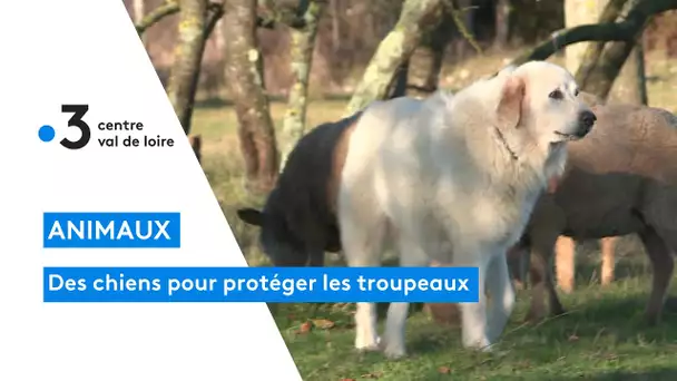 Des chiens pour protéger les troupeaux des prédateurs