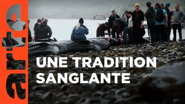 Le goût de la baleine | La bataille du Grind aux îles Feroé | ARTE