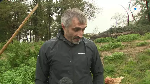 De la salmonelle détectée dans la ferme bio Goyhenetxea, toutes le poules doivent être abattues