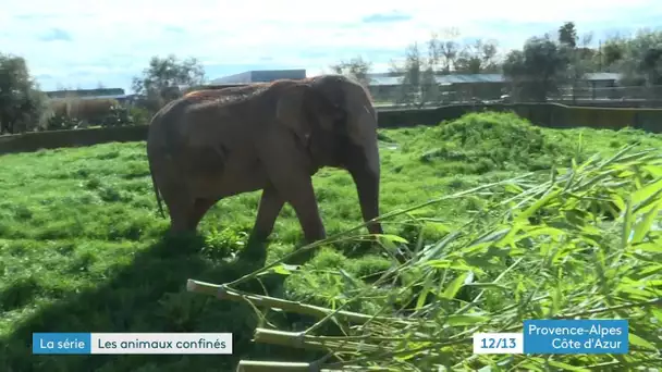 Série les animaux confinés : le zoo de Fréjus (1)