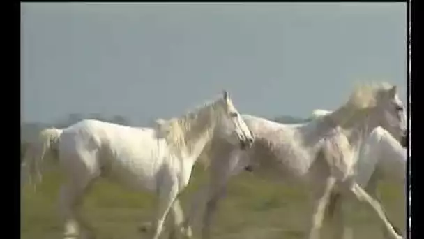 Grandeur Nature - Camargue une passion - Documentaire Animalier