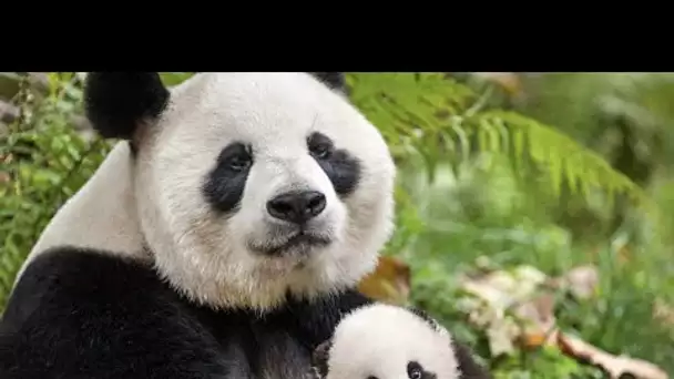 Premier anniversaire des jumelles Panda Yuandudu et Huanlili au zoo de Beauval