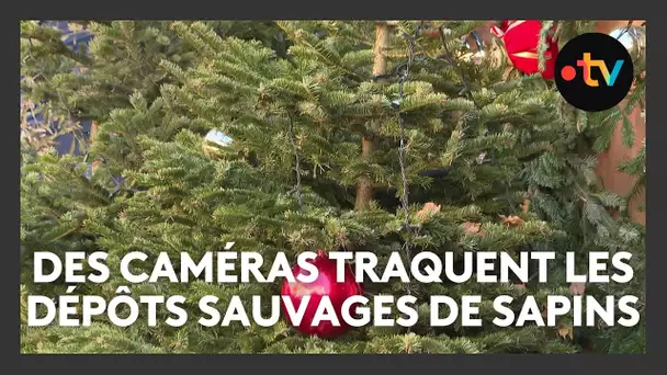 Des caméras traquent les dépôts sauvages de sapins dans cette commune des Alpes-Maritimes