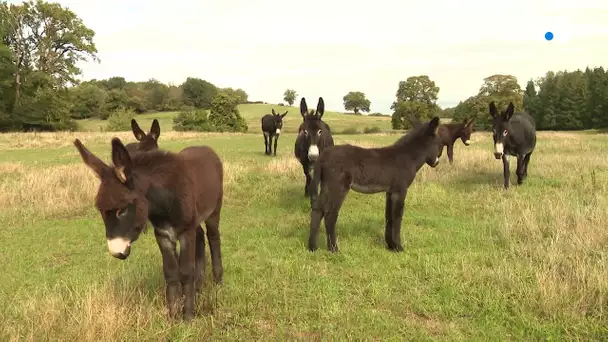 Race et territoire : Il faut sauver le Grand Noir du Berry !