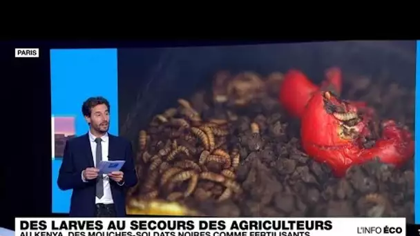 Crise des engrais en Afrique : des larves de mouches-soldats noires au secours des agriculteurs