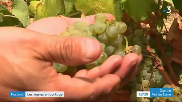 Vendanges à Sancerre : l'auteur Gabriel Denizot retourne sur les terres de son enfance