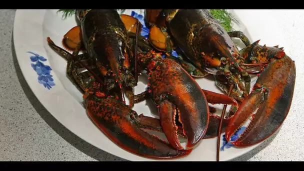 C'est la saison du homard ! Deux recettes pour le cuisiner très facilement sans gaspiller