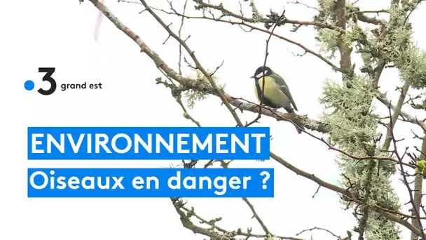 Biodiversité : disparition inquiétante des oiseaux