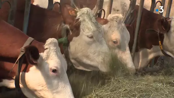 Chute des ventes du Comté : la filière décide de diminuer sa production