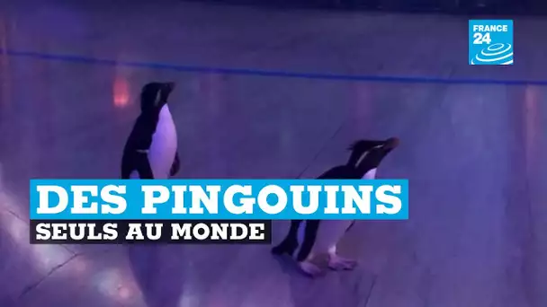 Des pingouins se baladent dans un aquarium vide