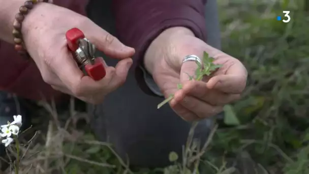 A la cadence de l'Herbe : à la découverte des plantes comestibles et médicinales dans l'Aude