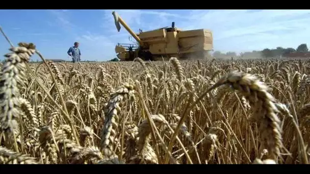 Sécurité alimentaire : le plan que l'UE veut adopter pour doper sa production agricole