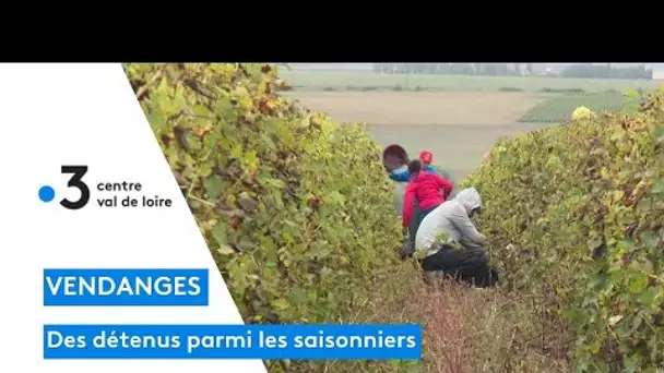 Reuilly dans l'Indre : des détenus parmi les saisonniers pour les vendanges