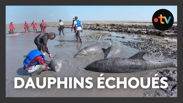 17 grands dauphins échoués sur l'île de Ré