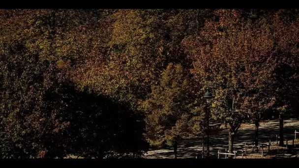 Le plaidoyer du jardinier en chef de Versailles pour la protection des vieux arbres