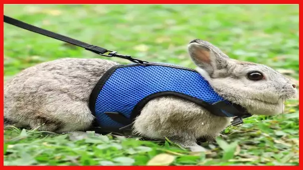 Pettom Bunny Rabbit Harness with Stretchy Leash Cute Adjustable Buckle Breathable Mesh Vest