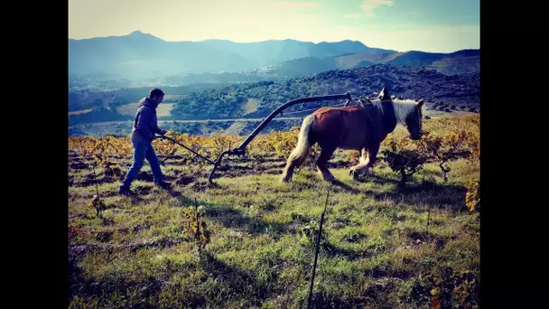 Collioure : les vignobles escarpés sont labourés à cheval