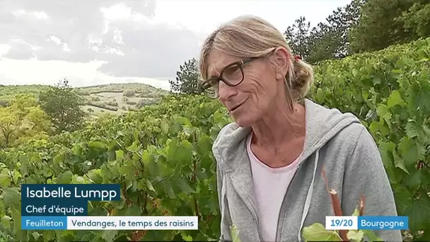 Feuilleton : les vendanges au jour le jour (épisode 1/4)