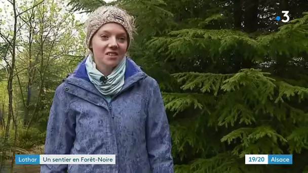 20 ans après la tempête Lothar, un sanctuaire en Forêt-Noire