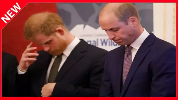 ✅  Harry et William : de la réconciliation dans l’air entre les deux princes