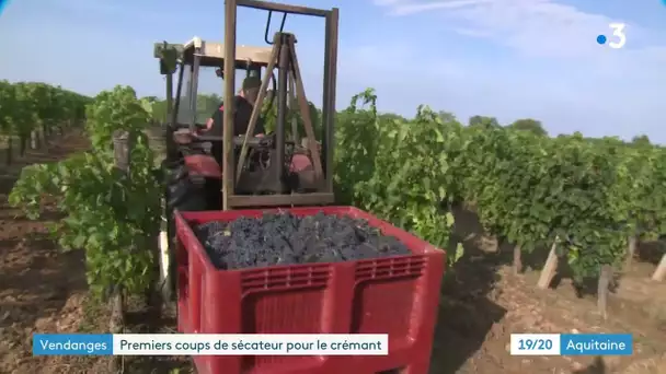 Début des vendanges pour le crémant à Bordeaux