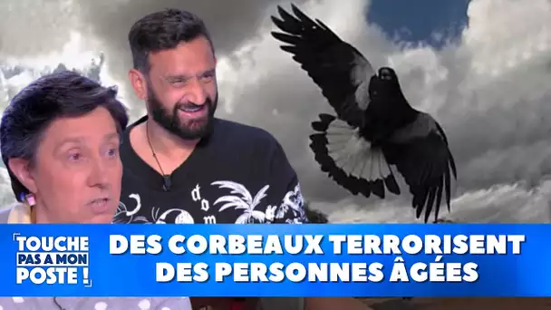 Des corbeaux terrorisent des personnes âgées