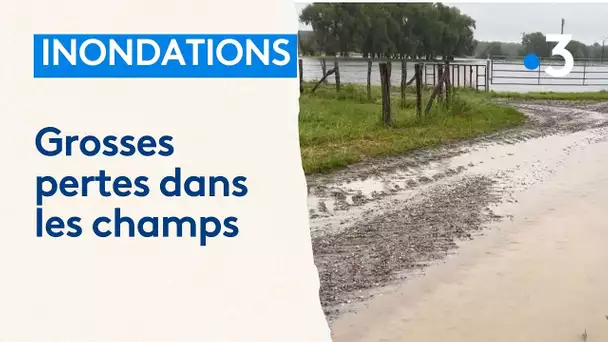 Les inondations détruisent les champs alsaciens