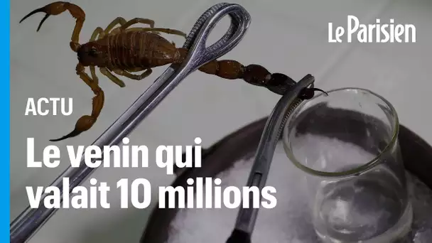 Scorpions, le venin qui valait 10 millions