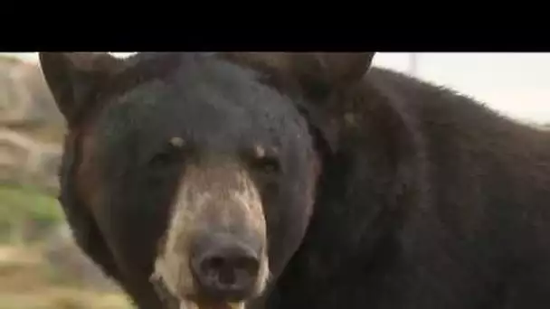 Bougy-lez-Neuville dans le Loiret : un montreur d&#039;ours porte plainte pour diffamation