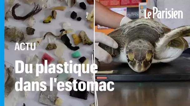 Argentine : des dizaines de morceaux de plastique retrouvés dans l’estomac de cette tortue