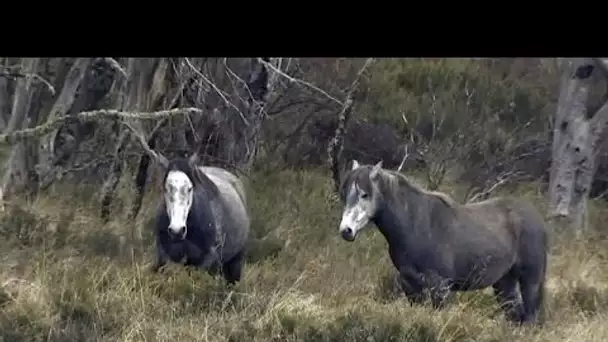 L'Australie se demande si il faut abattre les chevaux sauvages