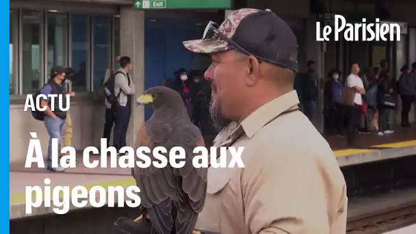 Aux États-Unis, une buse pour chasser les pigeons du métro